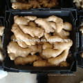 Aire seco jengibre / jengibre seco / China Dry Ginger